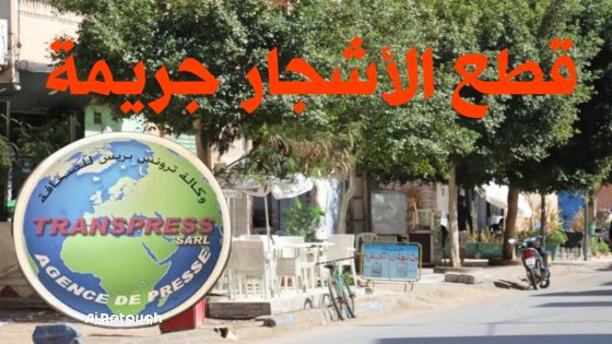 “عاجل” جريمة قد توشك أن تقع بحي القدس توسيع، رئيس جماعة بنسليمان يرخص لقطع الاشجار