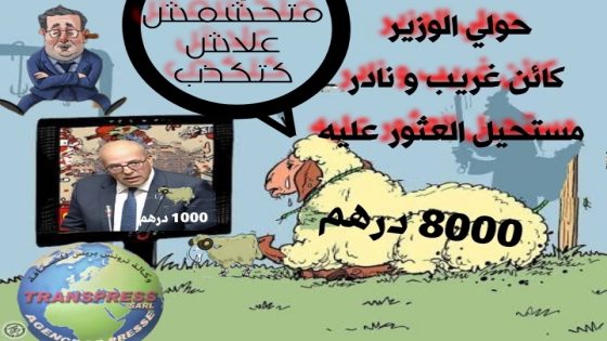 ثمن الخروف يكذب وزير “الحولي الخيالي”.. “واش الوزير كيهضر على المغرب ولا على كوكب آخر…؟”