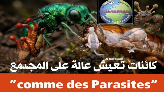 أخطر كذبة رددتها وترددها الأحزاب وشعار لوح به ساستنا هو (محاربة الفساد)، وما هي إلا جعجعة بلا طحين منافقين وكذابين كذبوا عقود وهم يكذبون على الملك والشعب