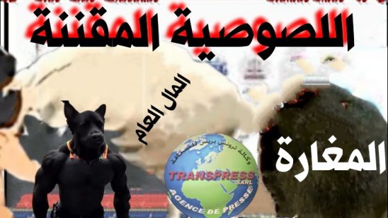 الشعب طرد اللصوص من الباب والبام ادخلهم من النافدة وأخيرا « انتصر التراكتور حرث قبل أن يزرع الناخبون..؟ و تحول إلى آلة “حرث ؤدرس ؤ كربل” كل صناديق الاقتراع غصبا عن إرادة الشعب